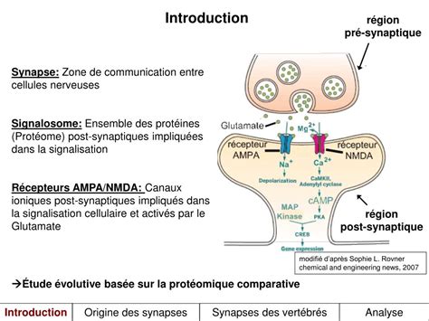The origin and evolution of synapses .